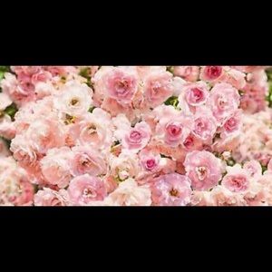 Meet your Posher, Rachelle